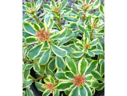 Rozchodník kamčatský VARIEGATUM