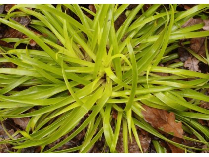 Bika lesní SOLAR FLAIR