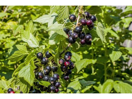 Rybíz černý OMETA - stromkový - kontejnerované