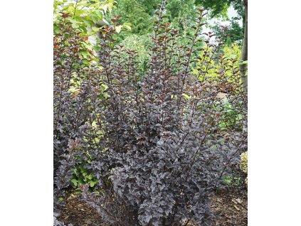 Tavola kalinolistá ´SUMMER WINE´