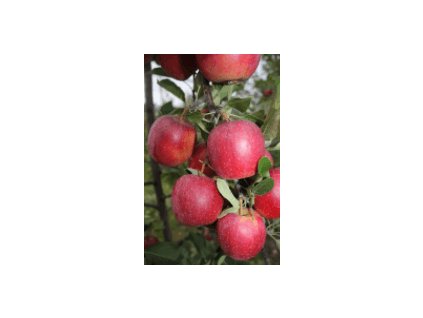 Jabloň LUCY® - M26