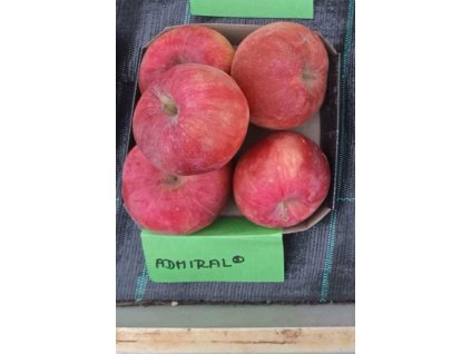 Jabloň ADMIRÁL® - M9