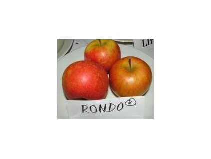 Jabloň sloupovitá RONDO - M7