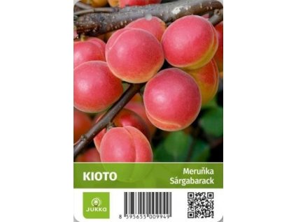 Meruňka KIOTO® - St. Jul.