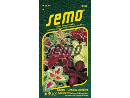 Koleus - Africká kopřiva - RAINBOW směs