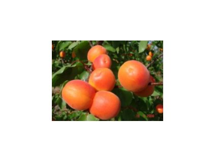 Meruňka SPRING BLUSH® - St. Jul.