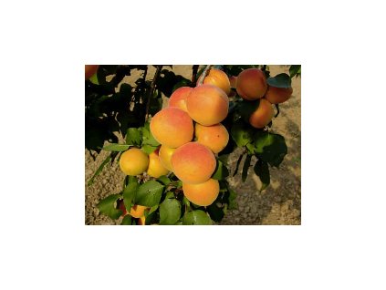 Meruňka VELKOPAVLOVICKÁ - myr.