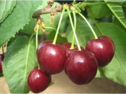 Třešeň - REGINA - colt.