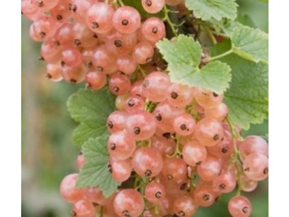 Rybíz růžový GLOIRE DES SABLONS - stromkový