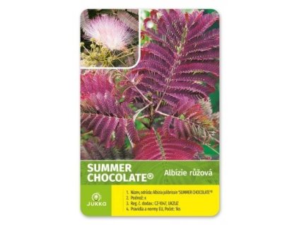 Albízie  SUMMER CHOCOLATE - 60-80cm, K3