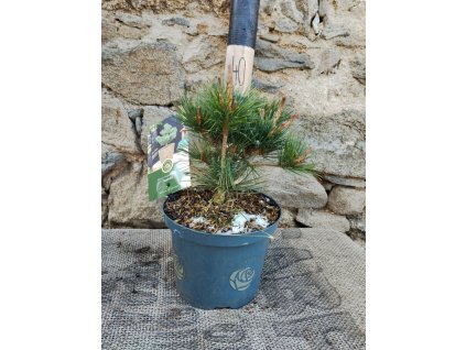 Borovice malokvětá ´NEGISHI´