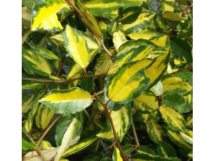 Hlošina pichlavá MACULATA