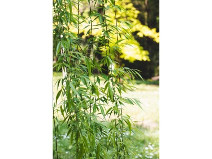 Bambus - Fargesia rufa - 20-40cm