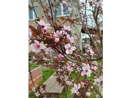 Myrobalán třešňový ´Nigra´ (30-40cm-K2)