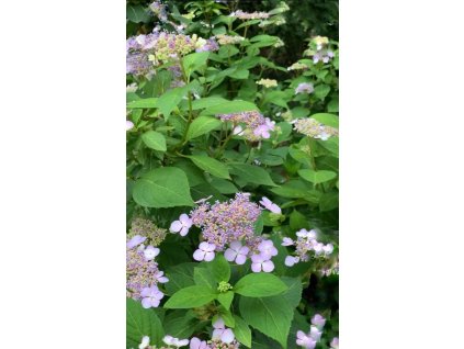 Hortenzie pilovitá 'Intermedia' - 2 leté