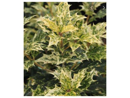 Vonokvětka cesmínolistá 'Tricolor' K2