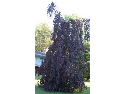 Buk lesní ´Purple Fountain´ 160-180cm, K