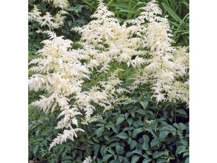 Čechrava BRAUTSCHLEIER