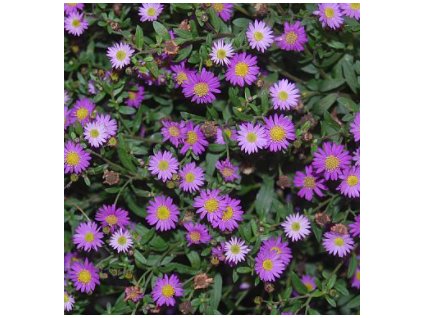 Hvězdnice - Aster ageratoides  EZO MURASAKI