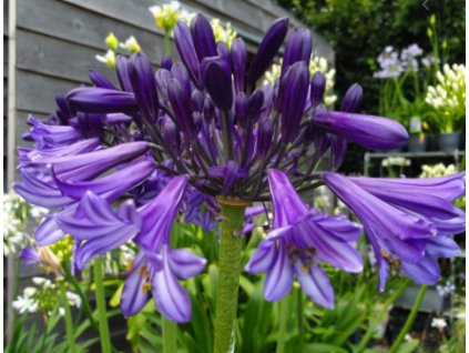 Kalokvět - Agapanthus HEADBOUORNE HYBRIDS