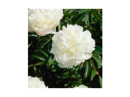 Pivoňka lékařská ALBA PLENA