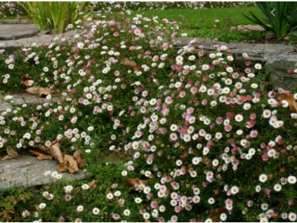 Turan  - Erigeron karvinskianus