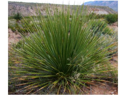 Dasylirion leiophyllum