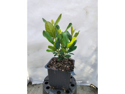 Aka jedlá - fejchoa