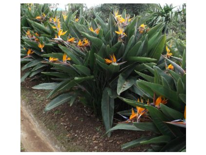 Strelície královská