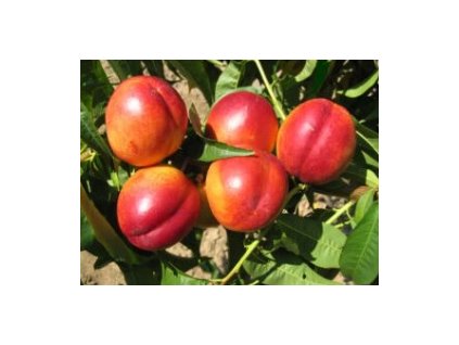 Nektarinka FLAVORTOP - Mont.