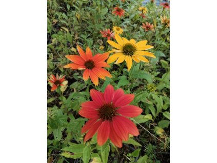 Třapatka PRAIRE BLAZE ORANGE SUNSET