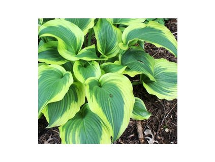 Hosta ATLANTIS