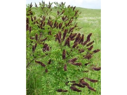 Netvařec křovitý K3, 100-125 cm