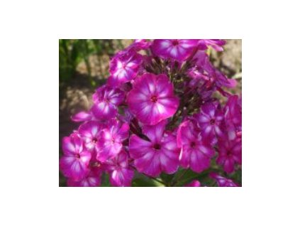 Plamenka latnatá MODERN ART