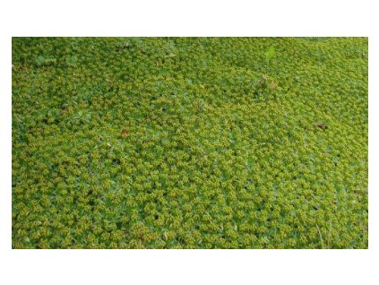 Azorella třídílná