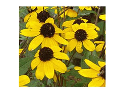 Třapatka trojlaločná