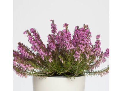 Vřesovec pleťový  ´Rosalie´