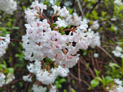 Kalina bodnanská DAWN - 2 leté