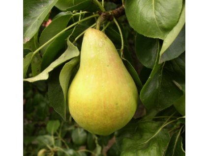 Hrušeň SOLANKA - kavk.