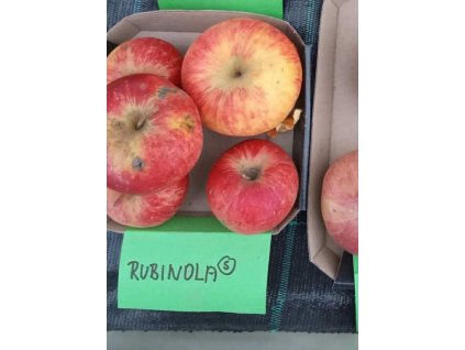 Jabloň RUBINOLA® - M25