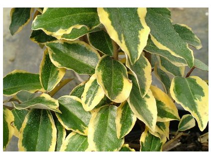 Hlošina Ebbingeova VIVELEG®