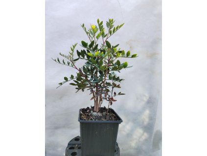 Pistácie lentišek (Řečík lentišek)