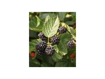 Ostružiník TRIPLE CROWN