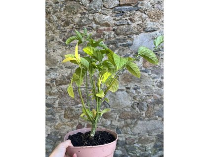 Mučenka jedlá - Marakuja, Passion fruit