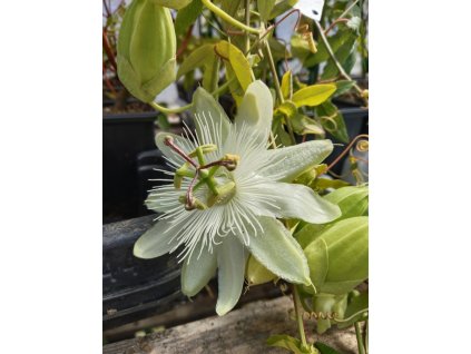 Mučenka RIVERSIDE® SNOW QUEEN®