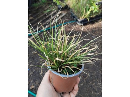 Ostřice PHOENIX GREEN