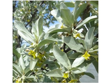 Hlošina stříbrná ZEMPIN