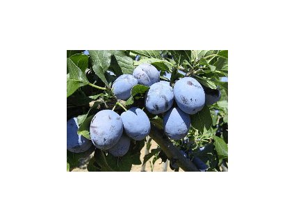 Slivoň ČAČANSKÁ LEPOTICA - St. Jul.