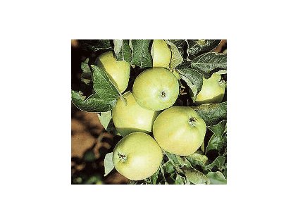 Jabloň PRŮSVITNÉ LETNÍ - M26