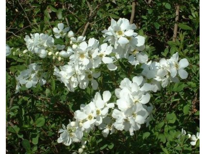 Hroznovec hroznatý ´Blushing Pearl®´